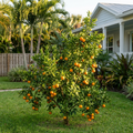 Murcott Honey Mandarin Tree - Citrus reticulata 'W. Murcott'