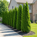 Sting? Arborvitae - Thuja occidentalis