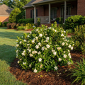Frost Proof Gardenia Shrub - Gardenia jasminoides 'Frost Proof'