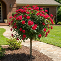 Knock Out? Rose Tree - Rosa ?Radtko?