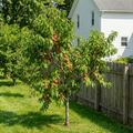 Reliance Peach Tree - Prunus persica 'Reliance'
