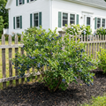 Top Hat Blueberry Bush - Vaccinium 'Top Hat'