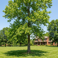 Tulip Poplar Tree - Liriodendron tulipifera