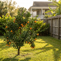 Owari Satsuma Mandarin Tree - Citrus reticulata 'Owari'