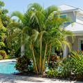 Areca Palm Tree - Dypsis lutescens