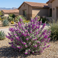 Purple Rain Texas Sage - Leucophyllum x laevigatum 'Purple Rain'