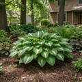 Shadowland? Miss America Hosta - Hosta 'Miss America'