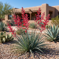 Dwarf Red Yucca Stoplights - Hesperaloe parviflora 'Stoplights'