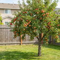 Gala Apple Tree - Malus domestica 'Gala'