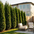 Emerald Green Arborvitae - Thuja occidentalis 'Emerald Green'