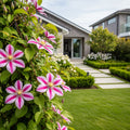 Dr. Ruppel Clematis Vine - Clematis