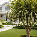 Dracaena' Corn Plant - Dracaena Massangeana