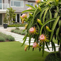 Dragon Fruit Cactus Plant - Selenicereus undatus