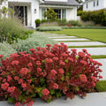 Dragon's Blood Sedum Plant - Sedum spurium