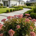 Sunsparkler? Dream Dazzler Sedum Plant