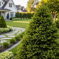 Dwarf Alberta Spruce - Picea glauca 'Conica'