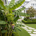 Dwarf Cavendish Banana Tree - Musa acuminata 'Dwarf Cavendish'
