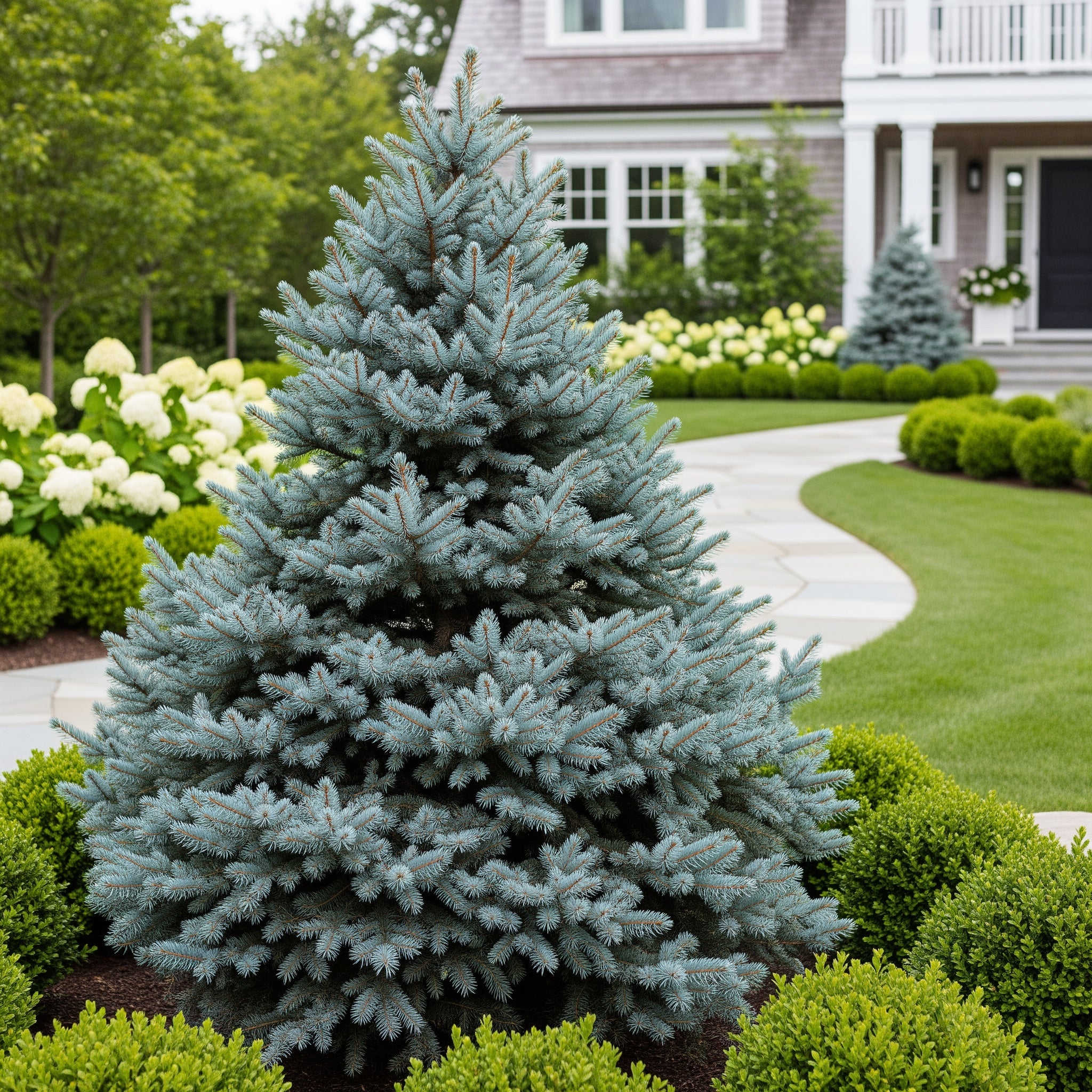 Dwarf Globe Blue Spruce Tree - Picea pungens 'Globosa'