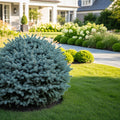 Dwarf Globe Blue Spruce - Picea pungens 'Globosa'