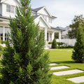 Dwarf Italian Cypress - Cupressus sempervirens 'Stricta'