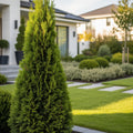 Dwarf Italian Cypress - Cupressus sempervirens 'Tiny Tower'
