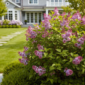 Dwarf Korean Lilac Shrub - Syringa meyeri
