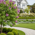 Dwarf Korean Lilac Tree - Syringa meyeri 'Palibin'
