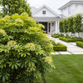 Dwarf Umbrella Tree - Schefflera arboricola
