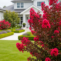 Dynamite Crape Myrtle - Lagerstroemia indica 'Dynamite'