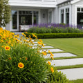Early Sunrise Coreopsis Plant