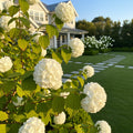 Eastern Snowball Bush - Viburnum opulus 'Roseum'