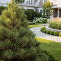 Eastern White Pine Tree - Pinus strobus
