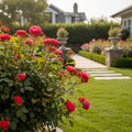 Easy Bee-zy Knock Out? Rose
