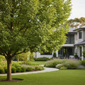 Elliot Pecan Tree - Carya illinoinensis 'Elliot'