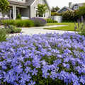Emerald Blue Creeping Phlox - Phlox subulata 'Emerald Blue'