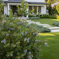 Emerald Blueberry Bush