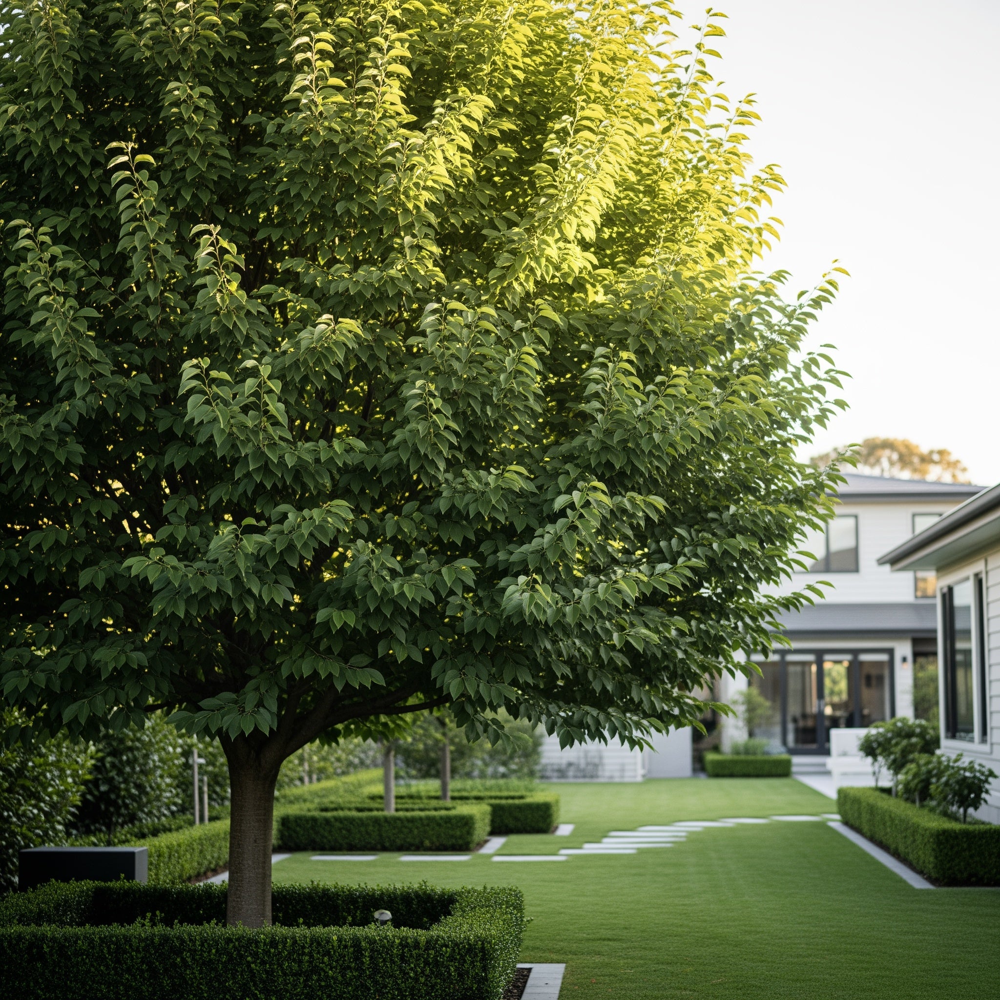 Emerald Flair Elm Tree - Ulmus ? 'Emerald Flair'
