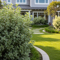 Emerald Ice Green Hopbush Shrub - Dodonaea viscosa 'Emerald Ice'