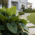 Emerald Isle Alocasia - Alocasia 'Emerald Isle'