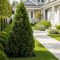 Emerald Petite? Arborvitae Tree - Thuja occidentalis 'Emerald Petite'