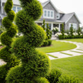 Emerald Spiral Thuja Tree - Thuja occidentalis