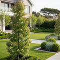 Emerald Spire Crabapple Tree - Malus 'Emerald Spire'
