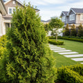 Emerald Squeeze? Thuja Tree - Thuja occidentalis 'Emerald Squeeze'
