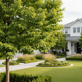Emerald Sunshine? Elm Tree - Ulmus