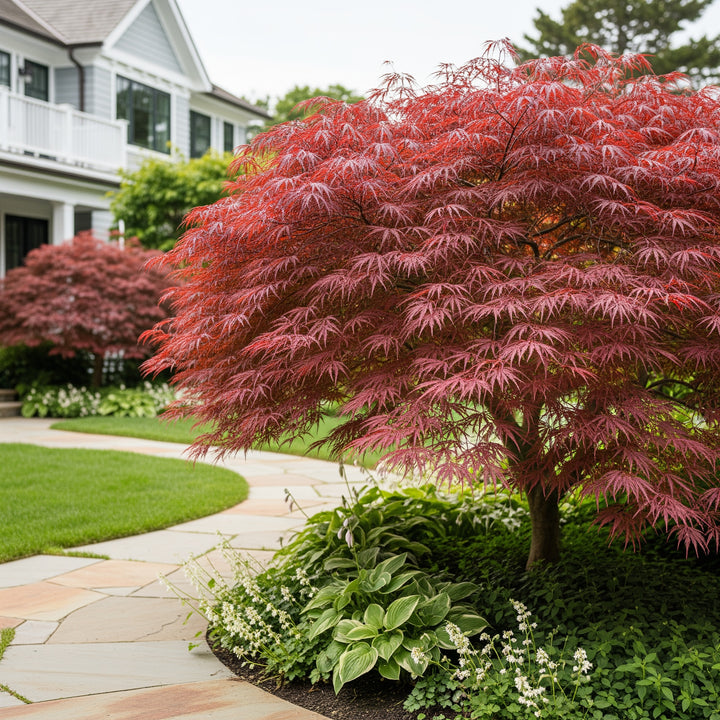 Emperor Japanese Maple Tree - Acer palmatum 'Emperor'