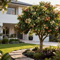 Emperor Lychee Tree - Litchi chinensis 'Emperor'