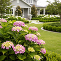 Endless Summer? Dreamcloud? Hydrangea