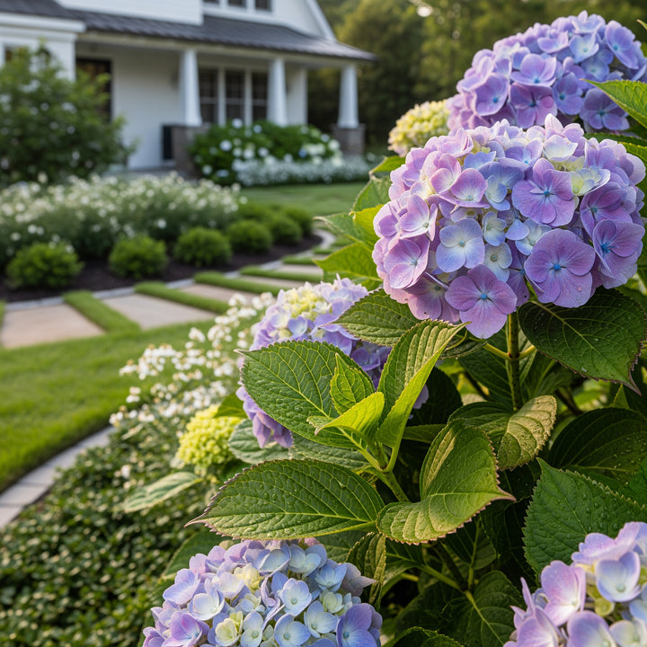 Endless Summer® The Original Reblooming Hydrangea - Hydrangea macrophylla