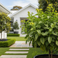 Espoma Organic Garden Lime