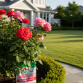 Espoma Rose-tone? Organic Fertilizer